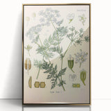 Botanical Art Prints – Vintage Herb Illustration Art