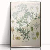 Botanical Art Prints – Vintage Herb Illustration Art
