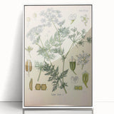Botanical Art Prints – Vintage Herb Illustration Art