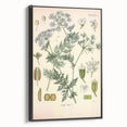 Botanical Art Prints – Vintage Herb Illustration Art
