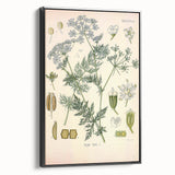 Botanical Art Prints – Vintage Herb Illustration Art