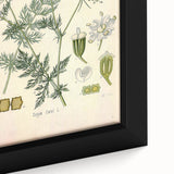 Botanical Art Prints – Vintage Herb Illustration Art