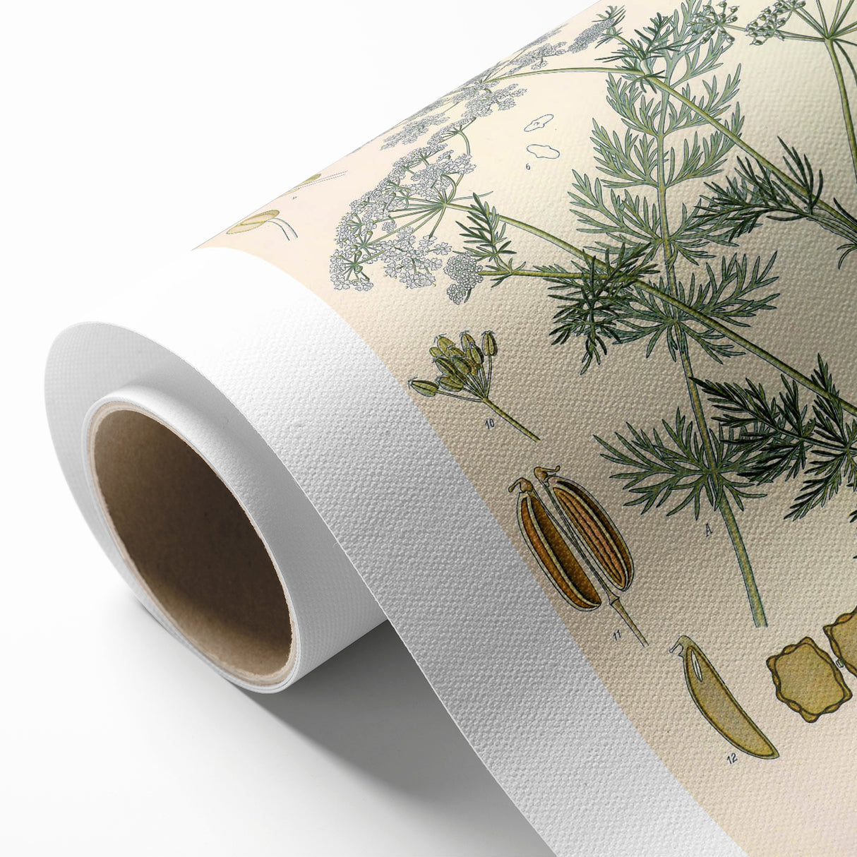 Botanical Art Prints – Vintage Herb Illustration Art