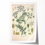 Botanical Art Prints – Vintage Herb Illustration Art