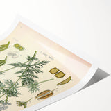 Botanical Art Prints – Vintage Herb Illustration Art