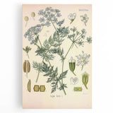 Botanical Art Prints – Vintage Herb Illustration Art