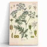 Botanical Art Prints – Vintage Herb Illustration Art