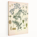 Botanical Art Prints – Vintage Herb Illustration Art