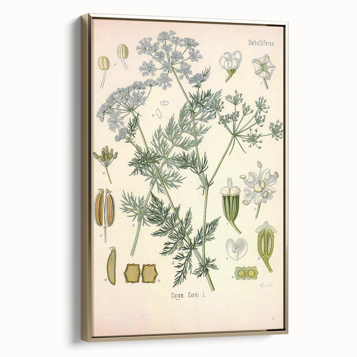 Botanical Art Prints – Vintage Herb Illustration Art