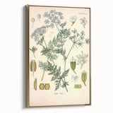 Botanical Art Prints – Vintage Herb Illustration Art