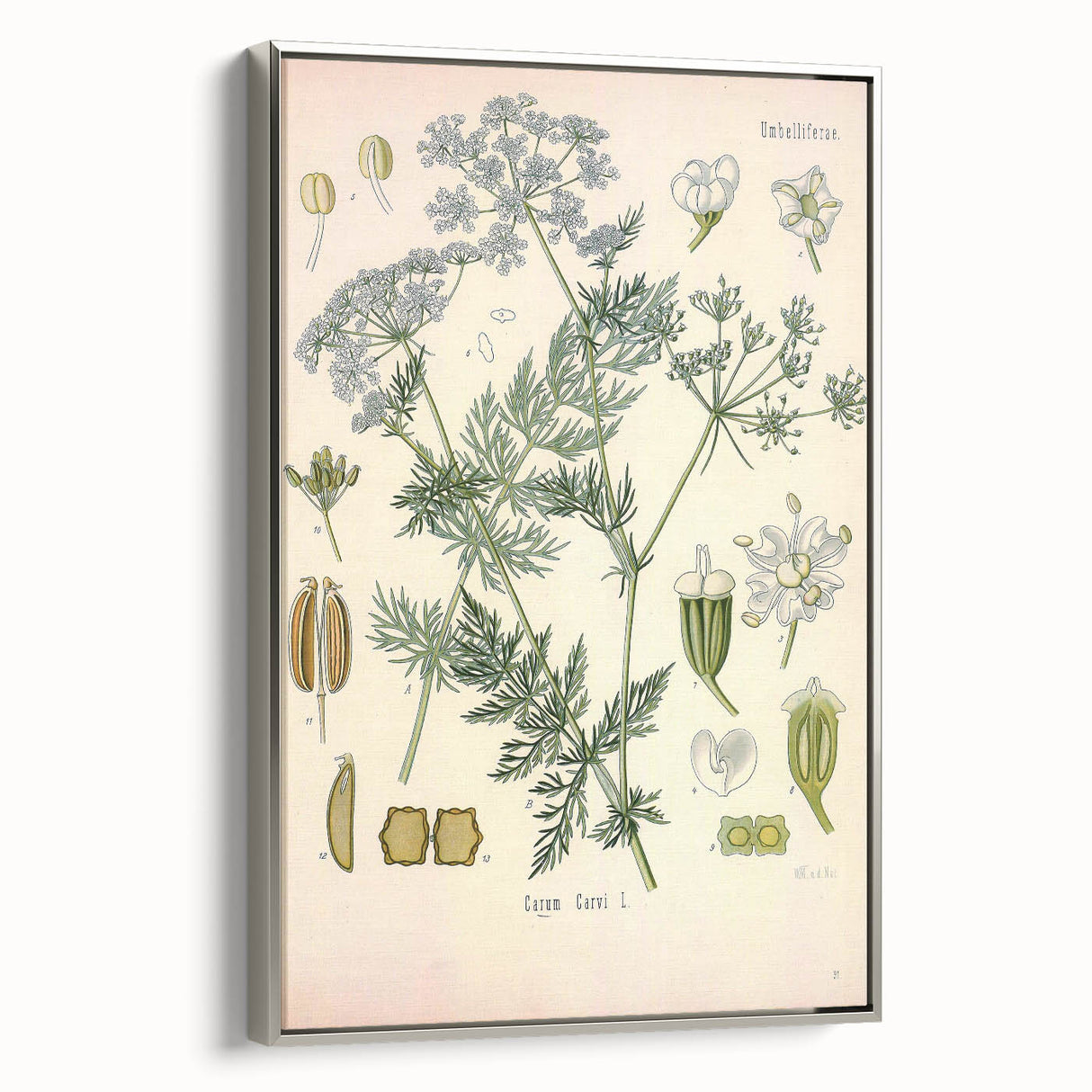 Botanical Art Prints – Vintage Herb Illustration Art