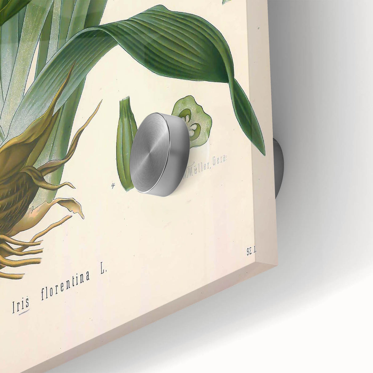Botanical Art Prints – Vintage Iris Floral Illustration