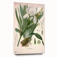 Botanical Art Prints – Vintage Iris Floral Illustration