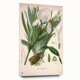 Botanical Art Prints – Vintage Iris Floral Illustration