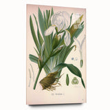 Botanical Art Prints – Vintage Iris Floral Illustration