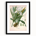 Botanical Art Prints – Vintage Iris Floral Illustration