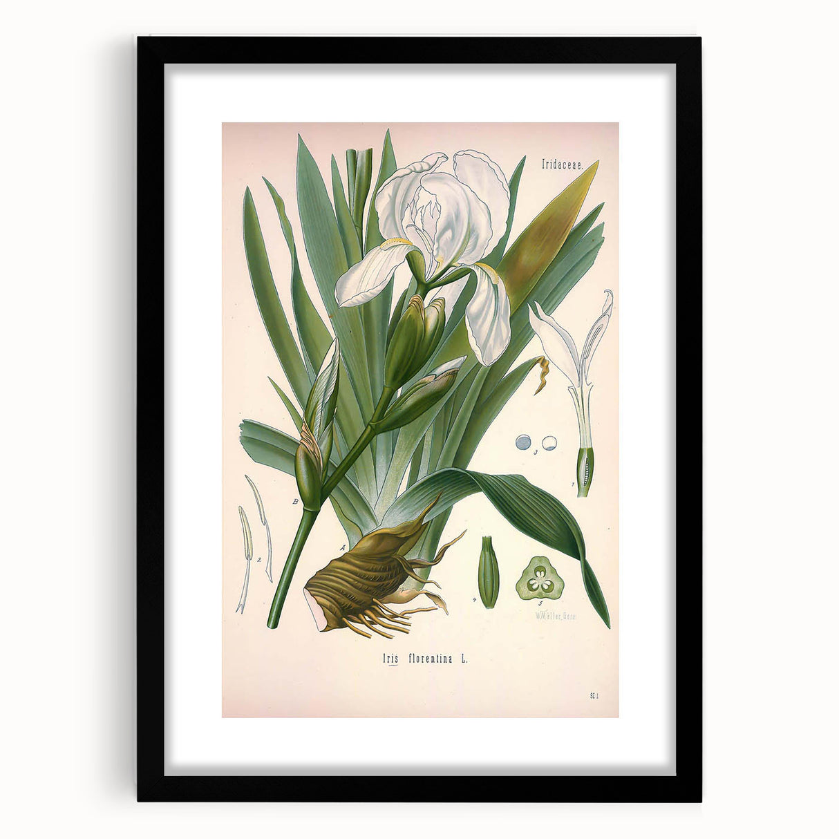 Botanical Art Prints – Vintage Iris Floral Illustration