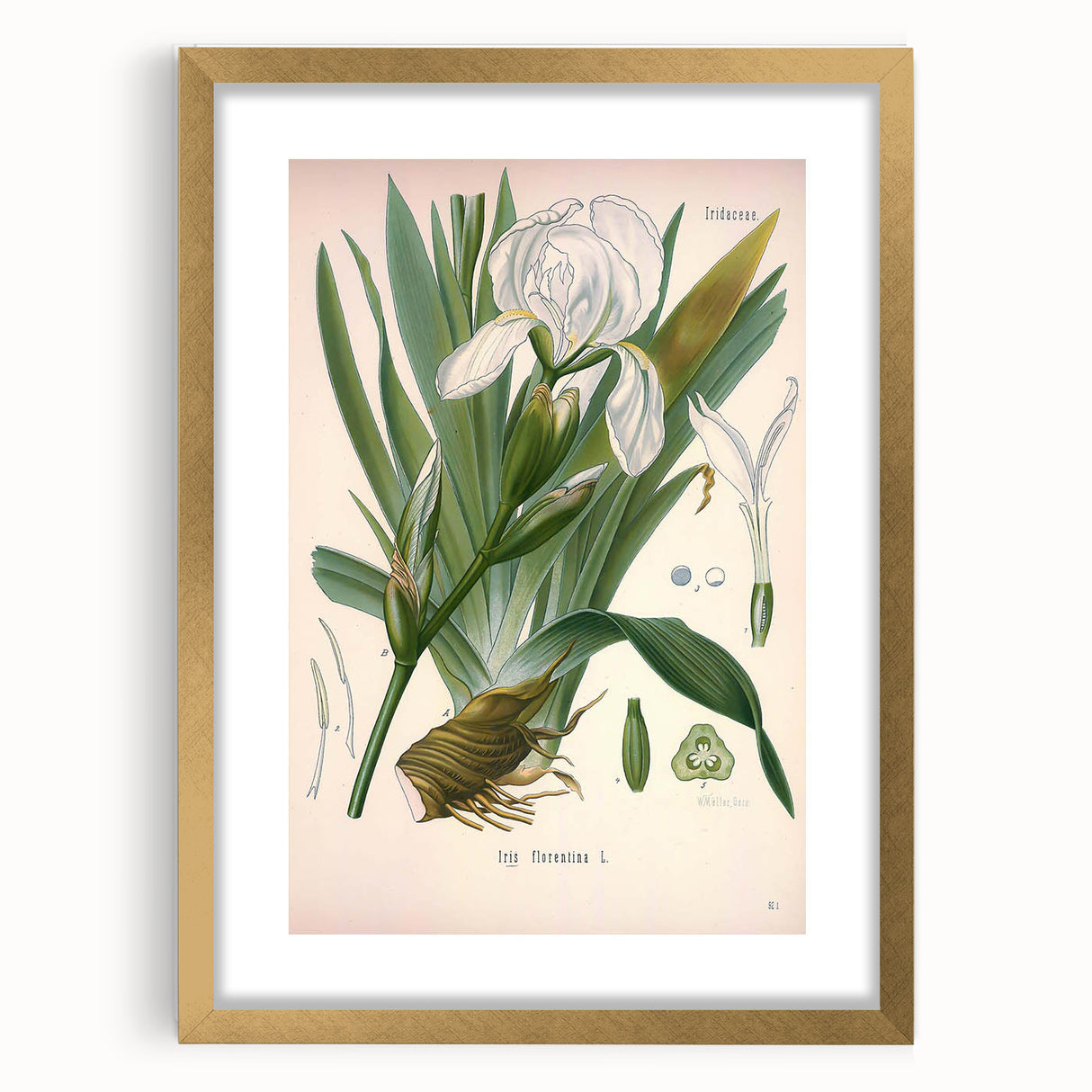 Botanical Art Prints – Vintage Iris Floral Illustration