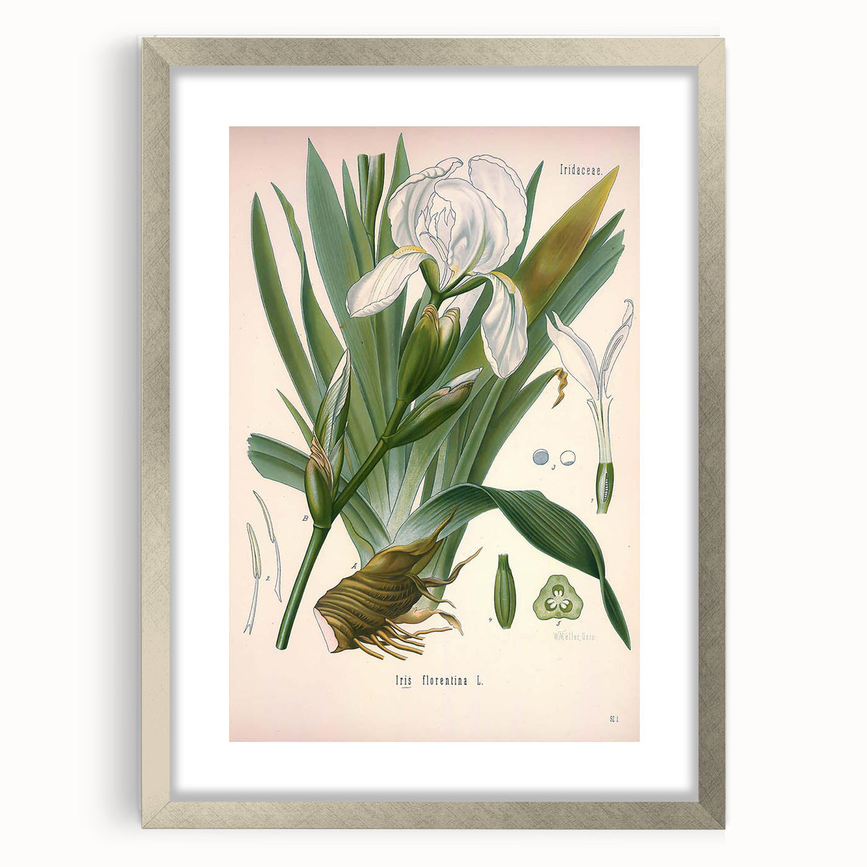 Botanical Art Prints – Vintage Iris Floral Illustration