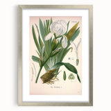 Botanical Art Prints – Vintage Iris Floral Illustration