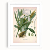 Botanical Art Prints – Vintage Iris Floral Illustration