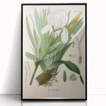 Botanical Art Prints – Vintage Iris Floral Illustration
