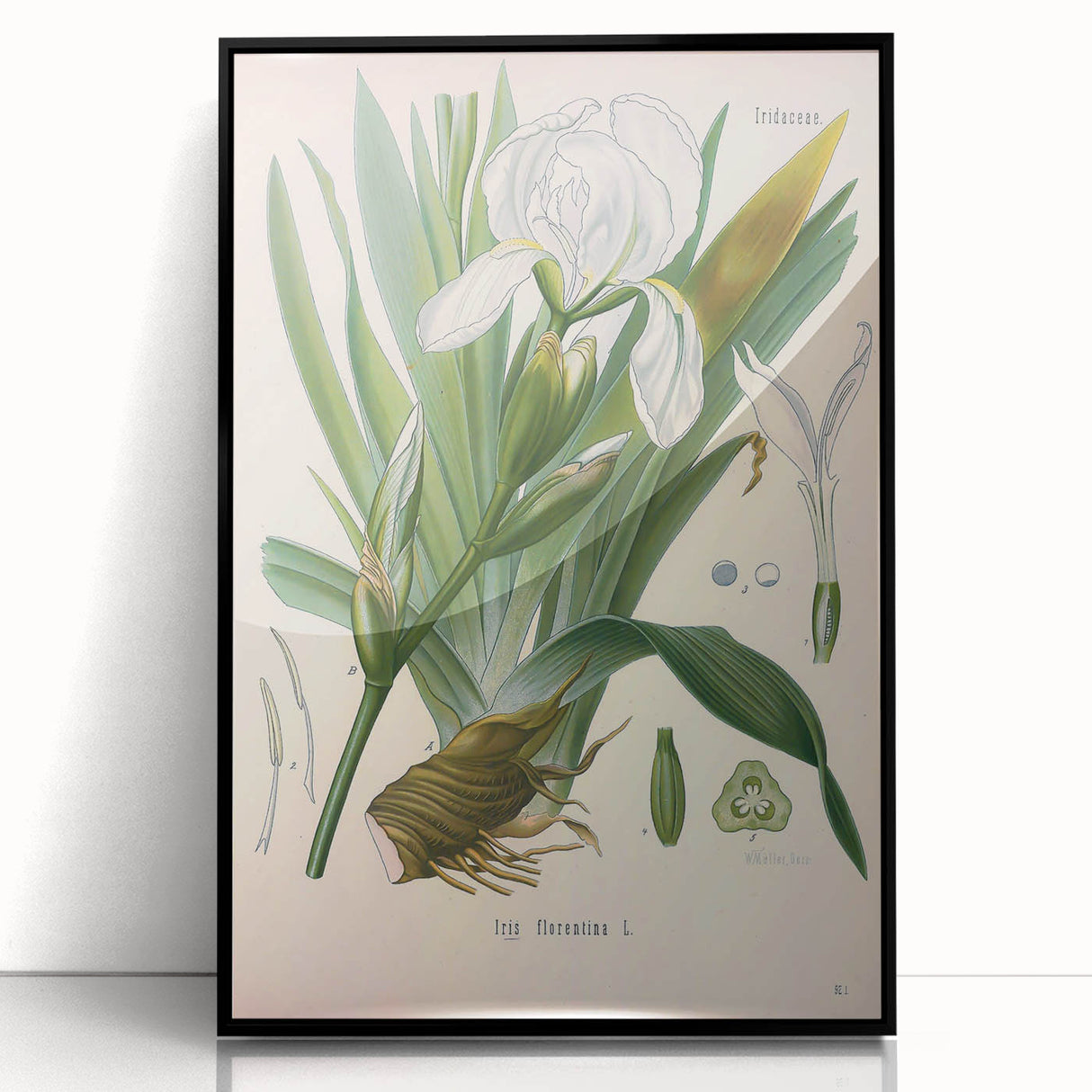 Botanical Art Prints – Vintage Iris Floral Illustration
