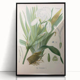 Botanical Art Prints – Vintage Iris Floral Illustration