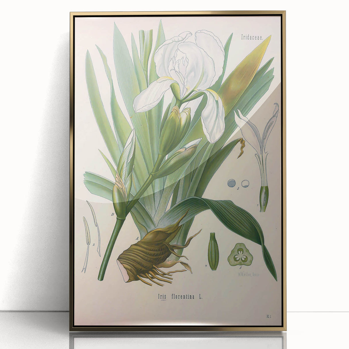 Botanical Art Prints – Vintage Iris Floral Illustration