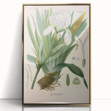 Botanical Art Prints – Vintage Iris Floral Illustration
