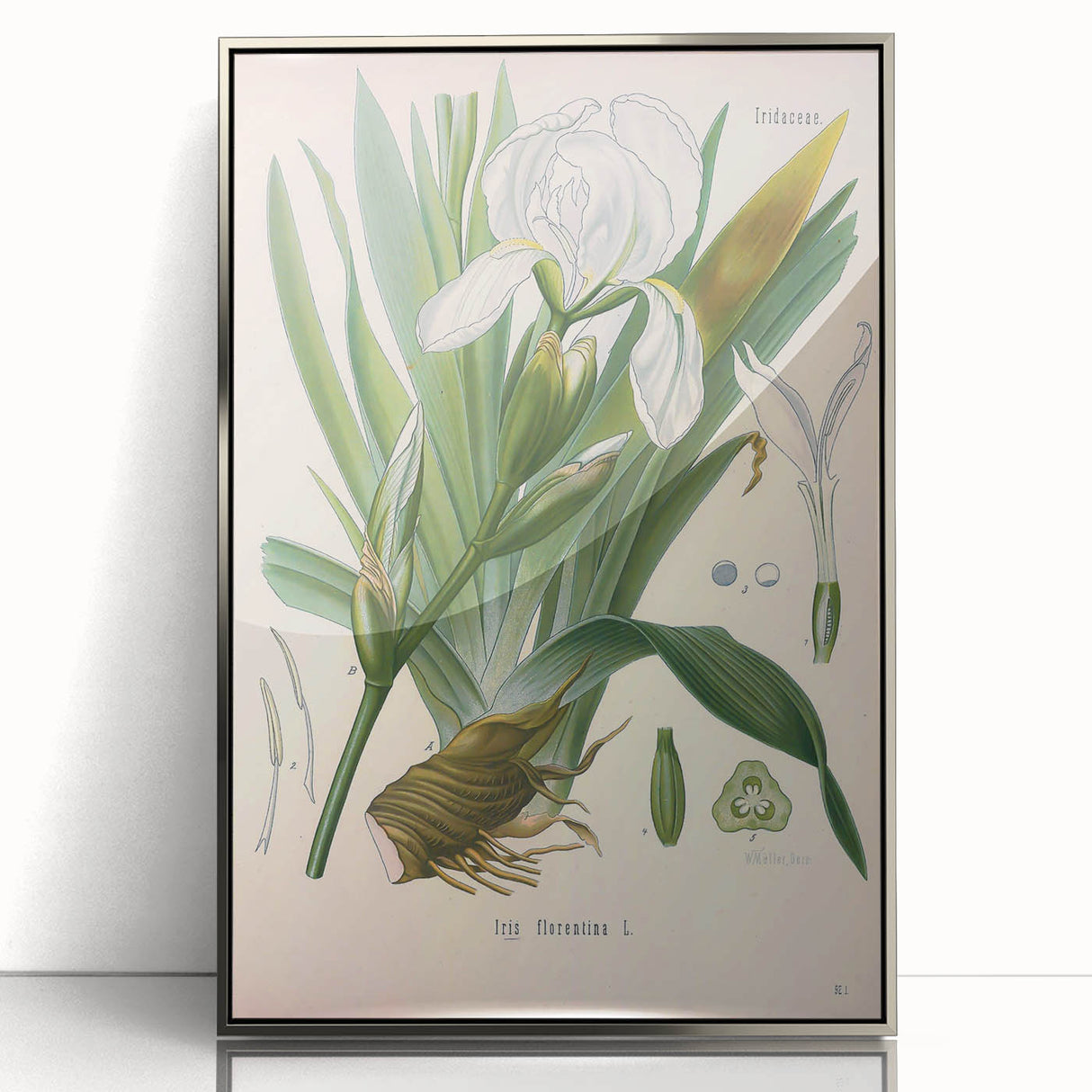 Botanical Art Prints – Vintage Iris Floral Illustration