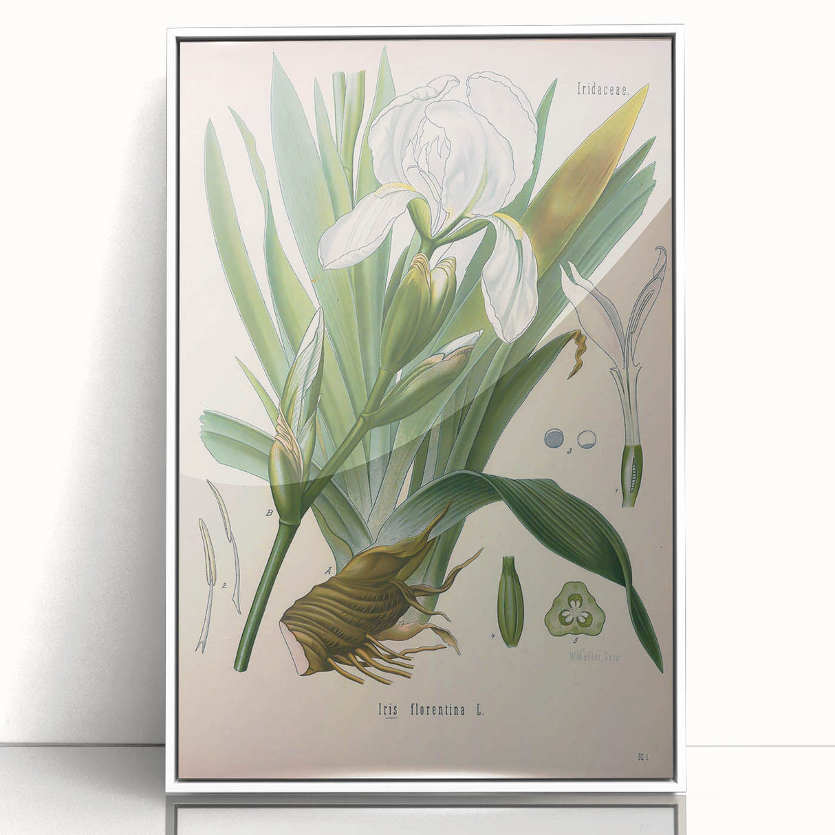 Botanical Art Prints – Vintage Iris Floral Illustration