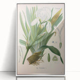 Botanical Art Prints – Vintage Iris Floral Illustration