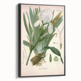 Botanical Art Prints – Vintage Iris Floral Illustration