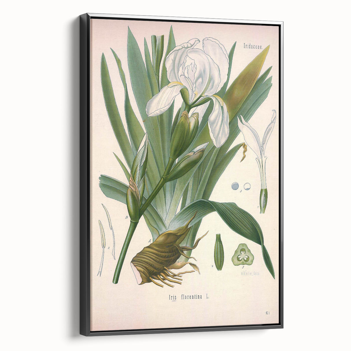 Botanical Art Prints – Vintage Iris Floral Illustration
