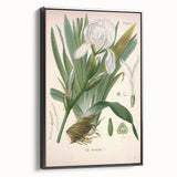 Botanical Art Prints – Vintage Iris Floral Illustration