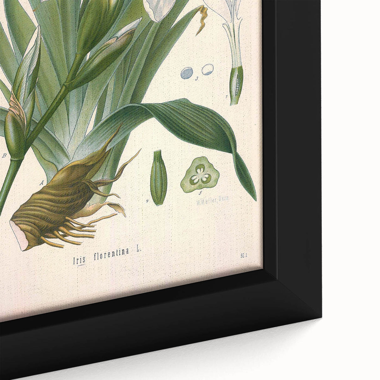 Botanical Art Prints – Vintage Iris Floral Illustration