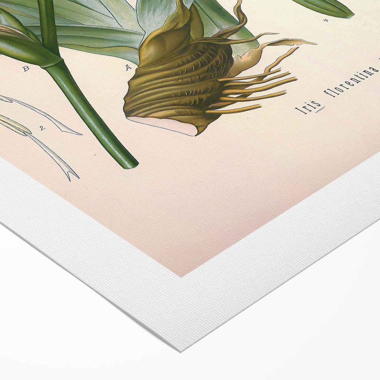 Botanical Art Prints – Vintage Iris Floral Illustration