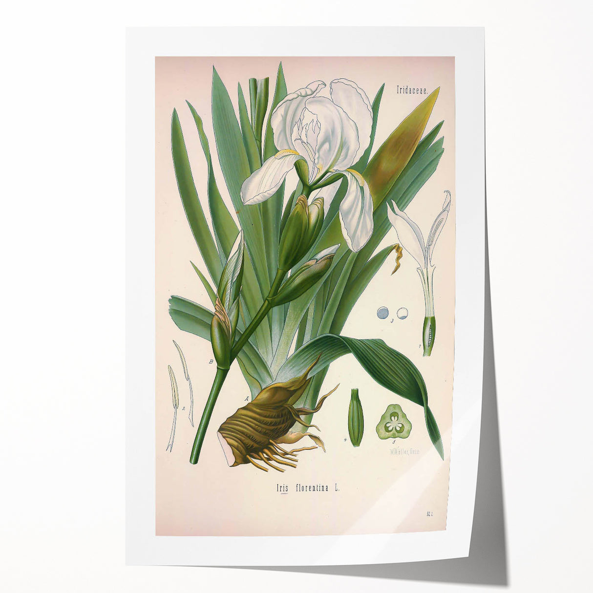 Botanical Art Prints – Vintage Iris Floral Illustration