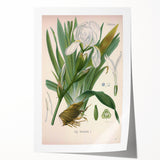 Botanical Art Prints – Vintage Iris Floral Illustration