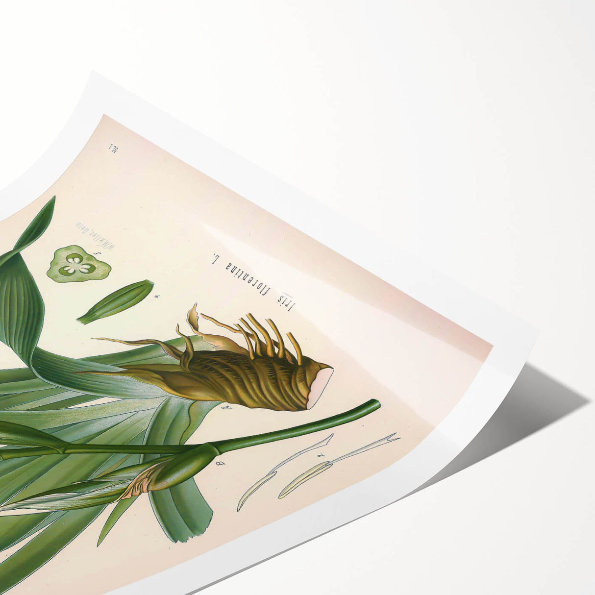 Botanical Art Prints – Vintage Iris Floral Illustration