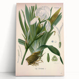 Botanical Art Prints – Vintage Iris Floral Illustration
