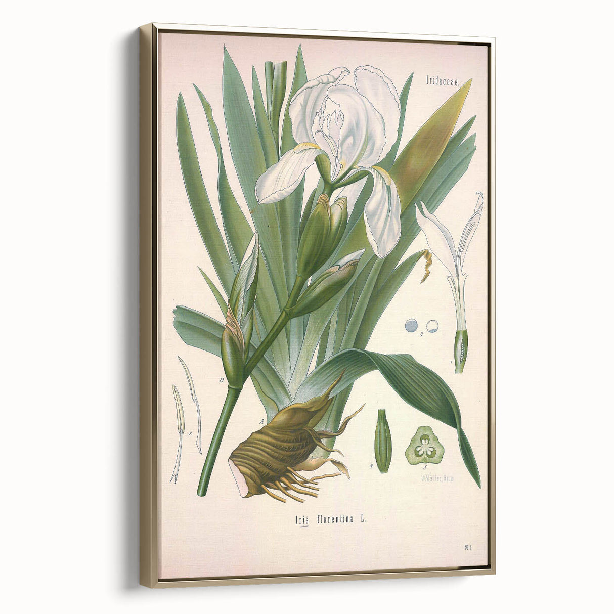Botanical Art Prints – Vintage Iris Floral Illustration