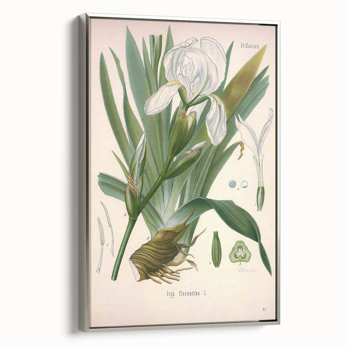Botanical Art Prints – Vintage Iris Floral Illustration