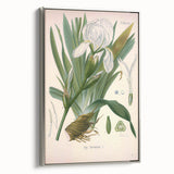 Botanical Art Prints – Vintage Iris Floral Illustration
