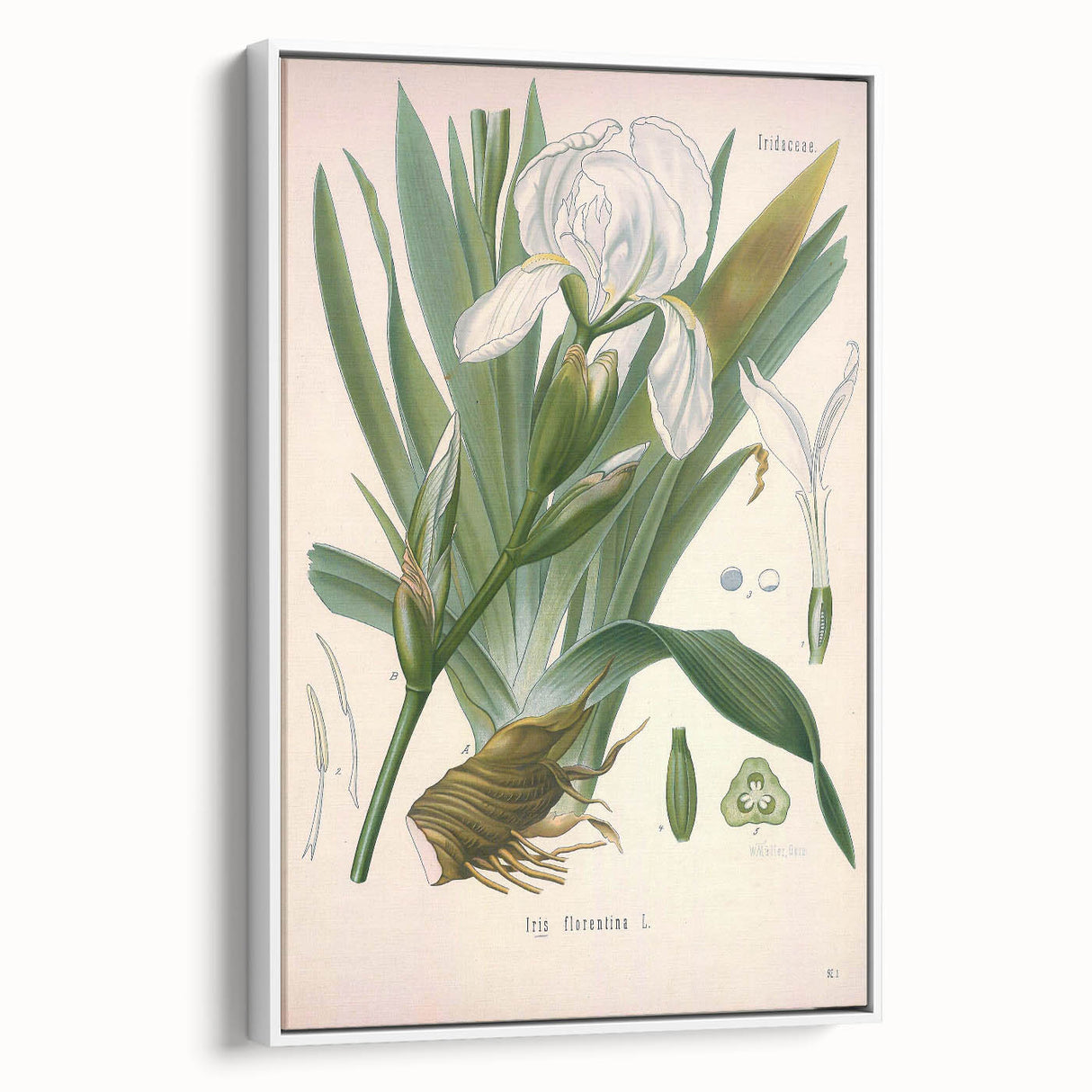 Botanical Art Prints – Vintage Iris Floral Illustration