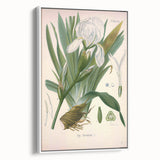 Botanical Art Prints – Vintage Iris Floral Illustration