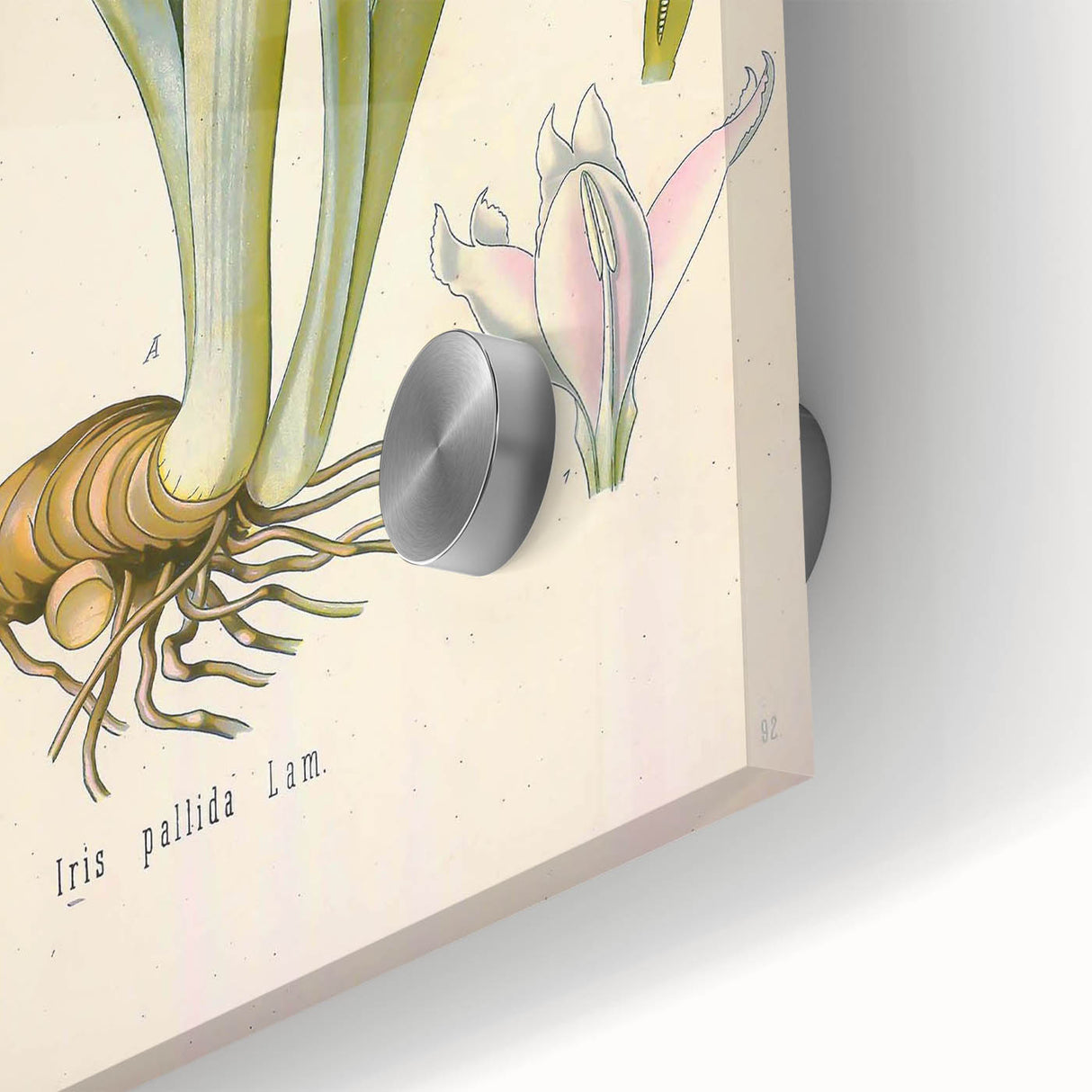 Botanical Art Prints – Vintage Iris Floral Illustration