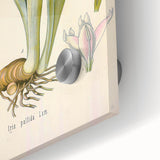 Botanical Art Prints – Vintage Iris Floral Illustration