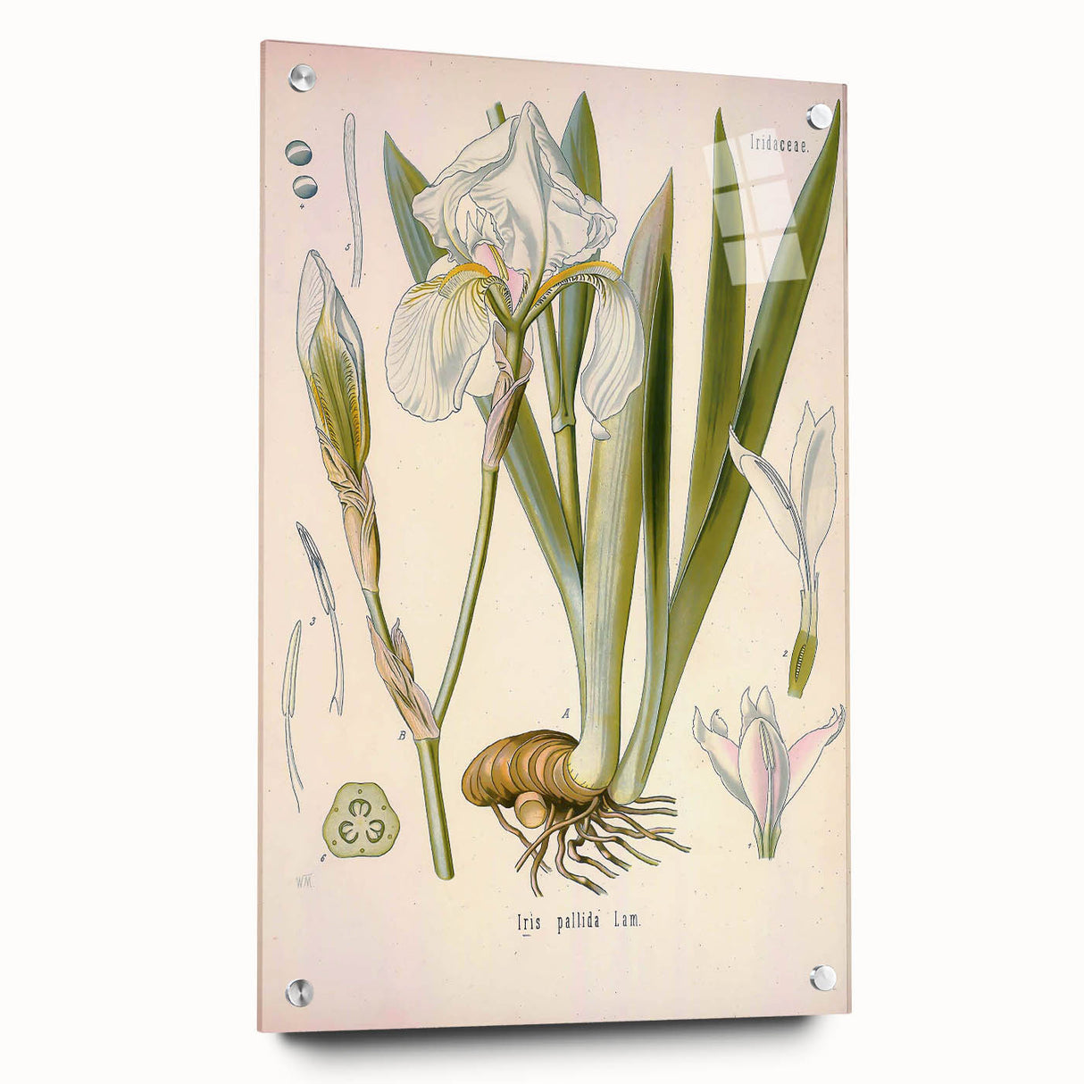 Botanical Art Prints – Vintage Iris Floral Illustration